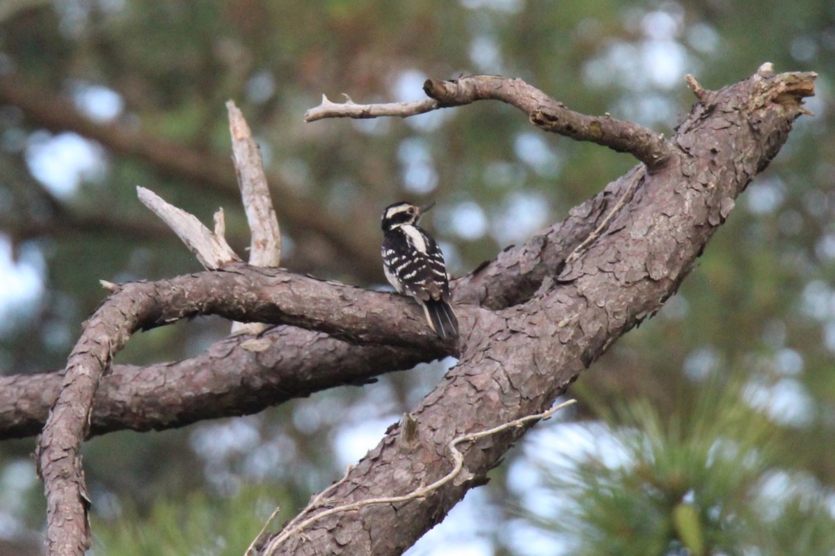Hairy Woodpecker (Eastern) - Jedediah Smith