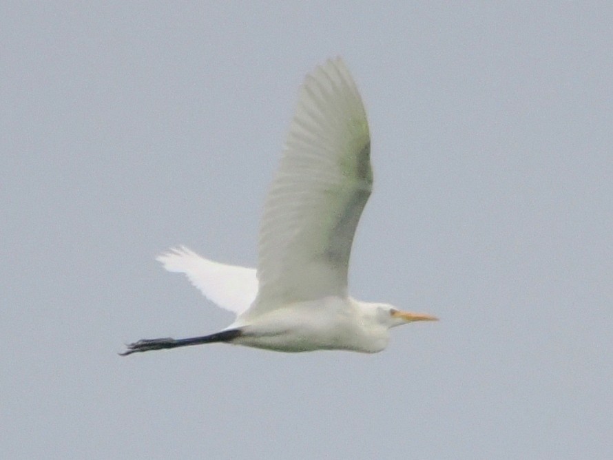 Little Egret - Charles Lam