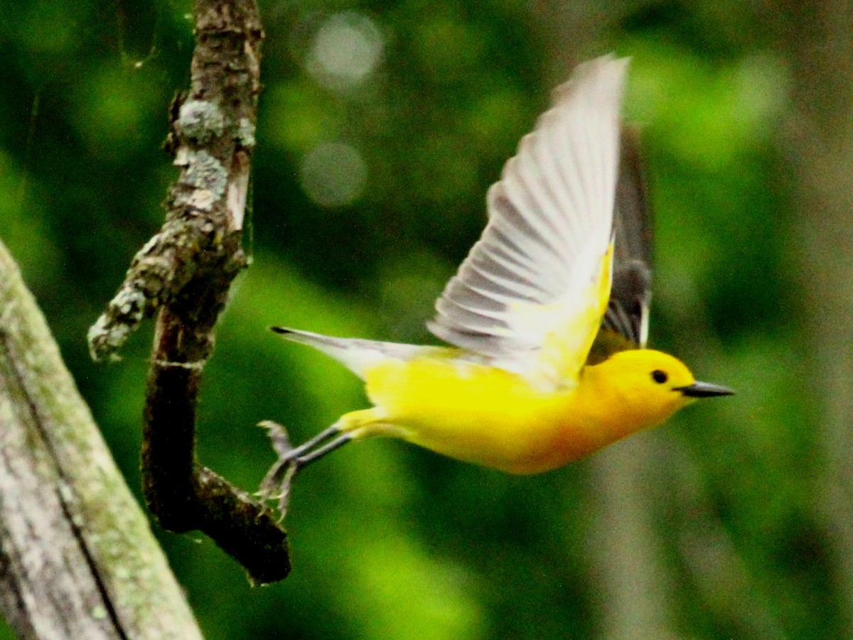 Prothonotary Warbler - Ed Merz