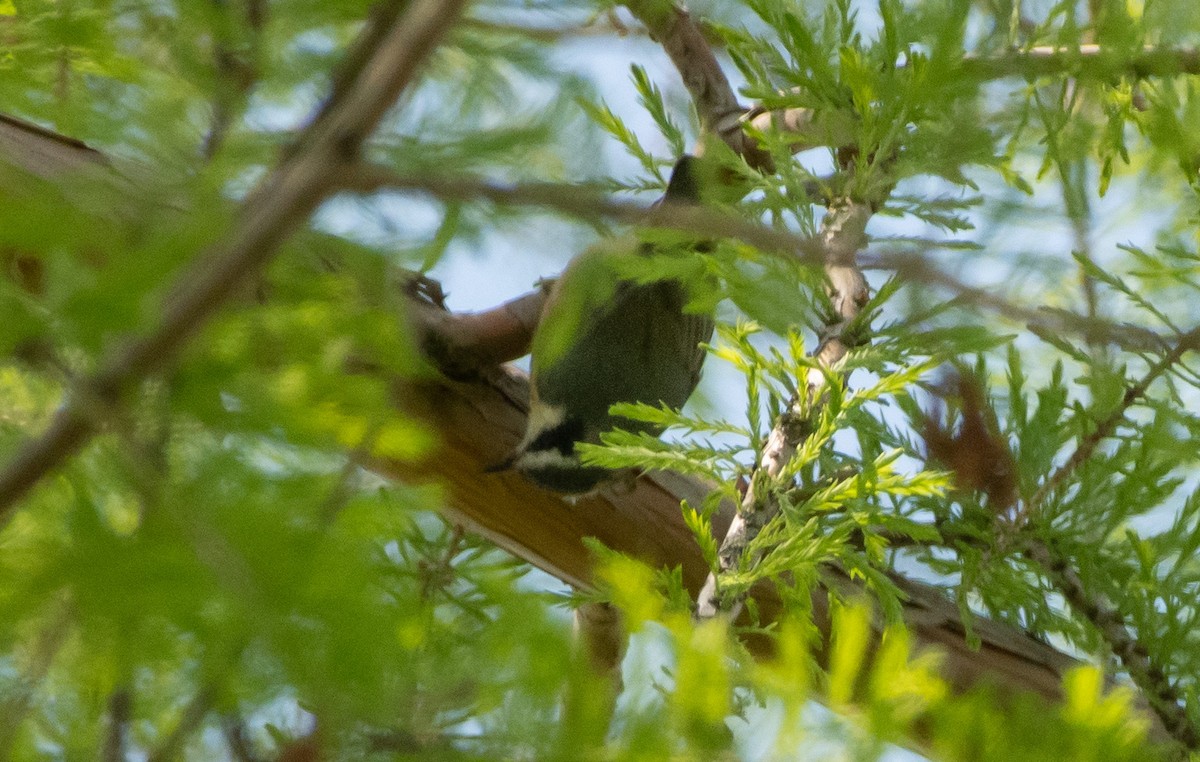 Red-breasted Nuthatch - Mike Good