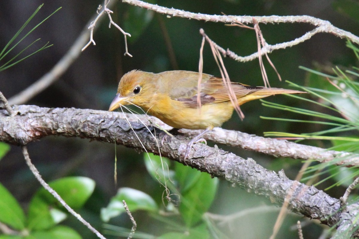 Summer Tanager - Jedediah Smith