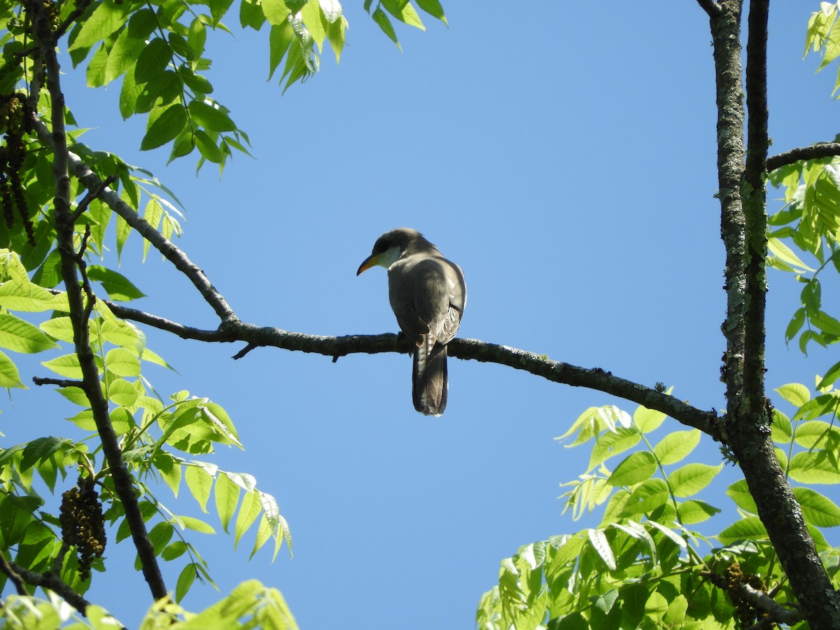 Yellow-billed Cuckoo - ML619419405