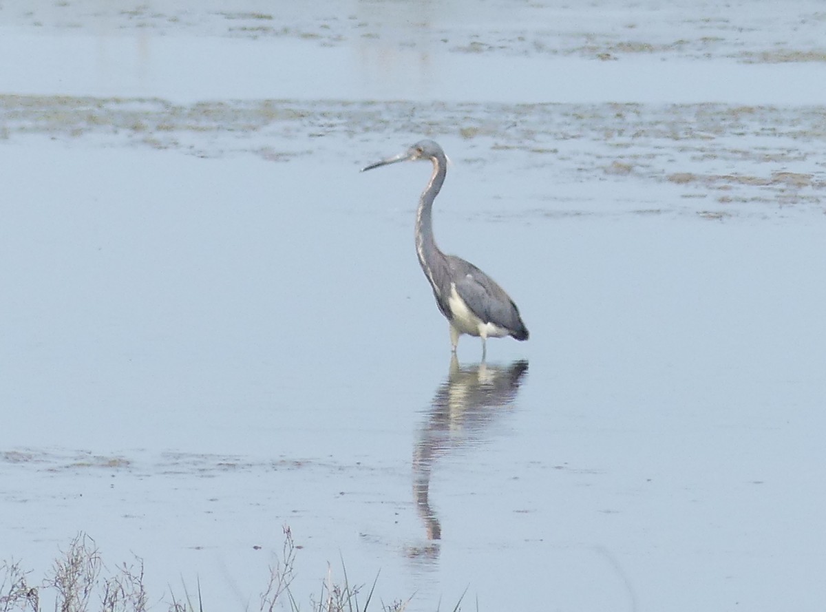 Tricolored Heron - Jim Guion