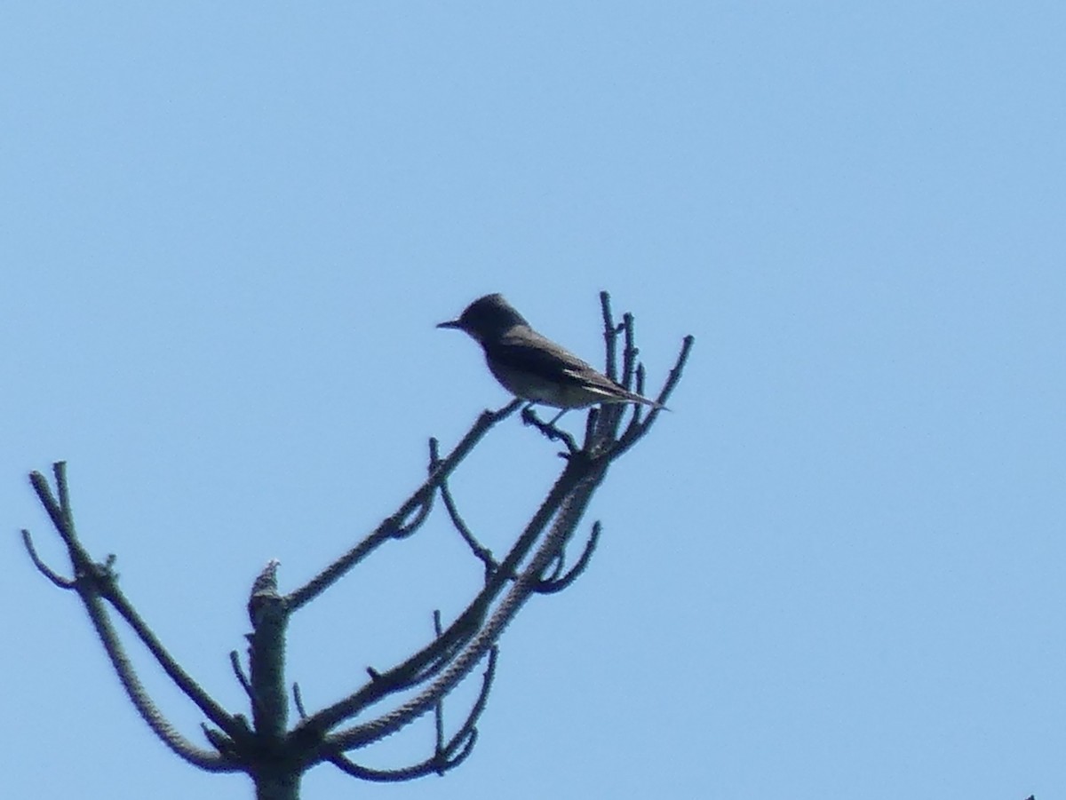 Olive-sided Flycatcher - Jim Guion