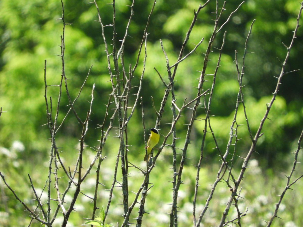 Common Yellowthroat - ML619419440