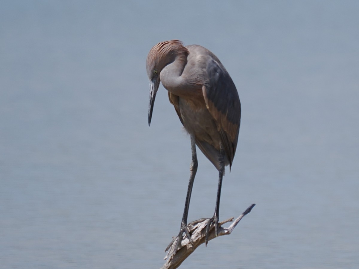 Little Blue Heron - Robert Rackliffe