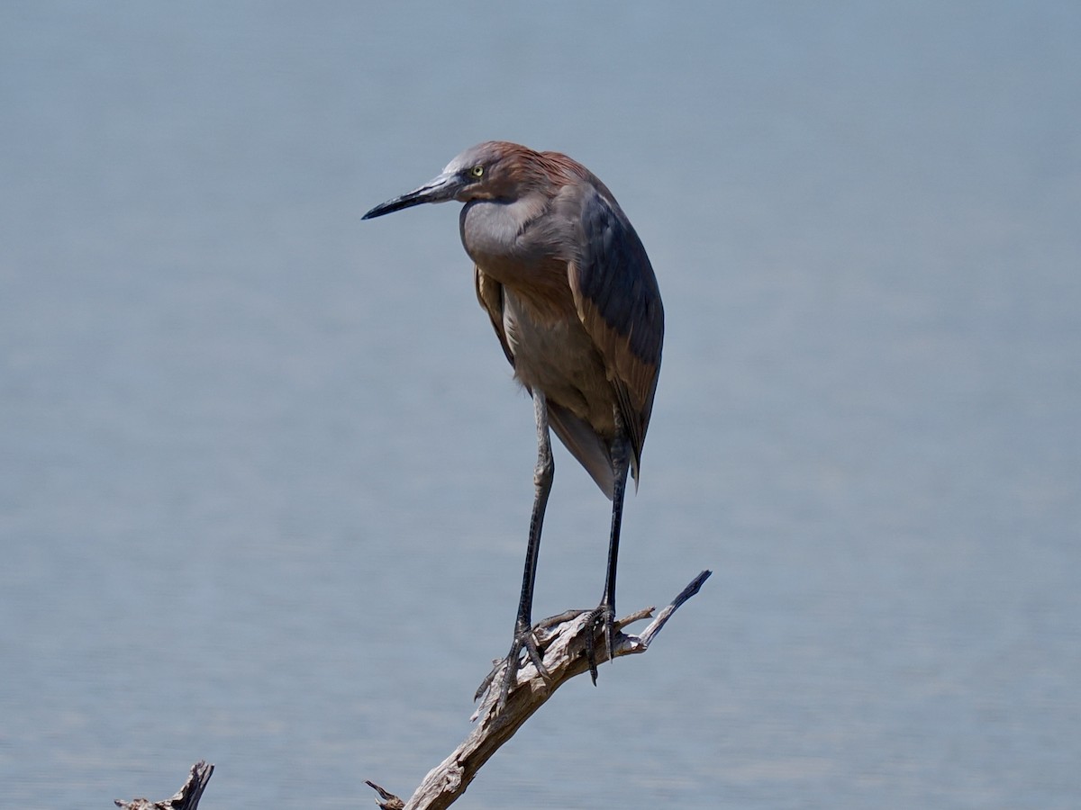 Little Blue Heron - Robert Rackliffe