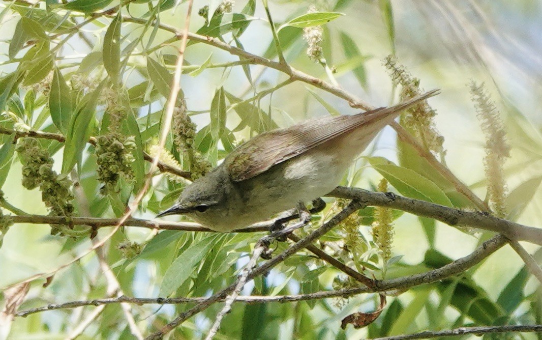 Tennessee Warbler - Patricia Cullen