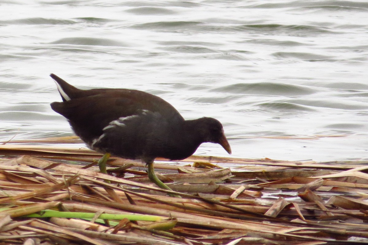 Common Gallinule - ML619419459