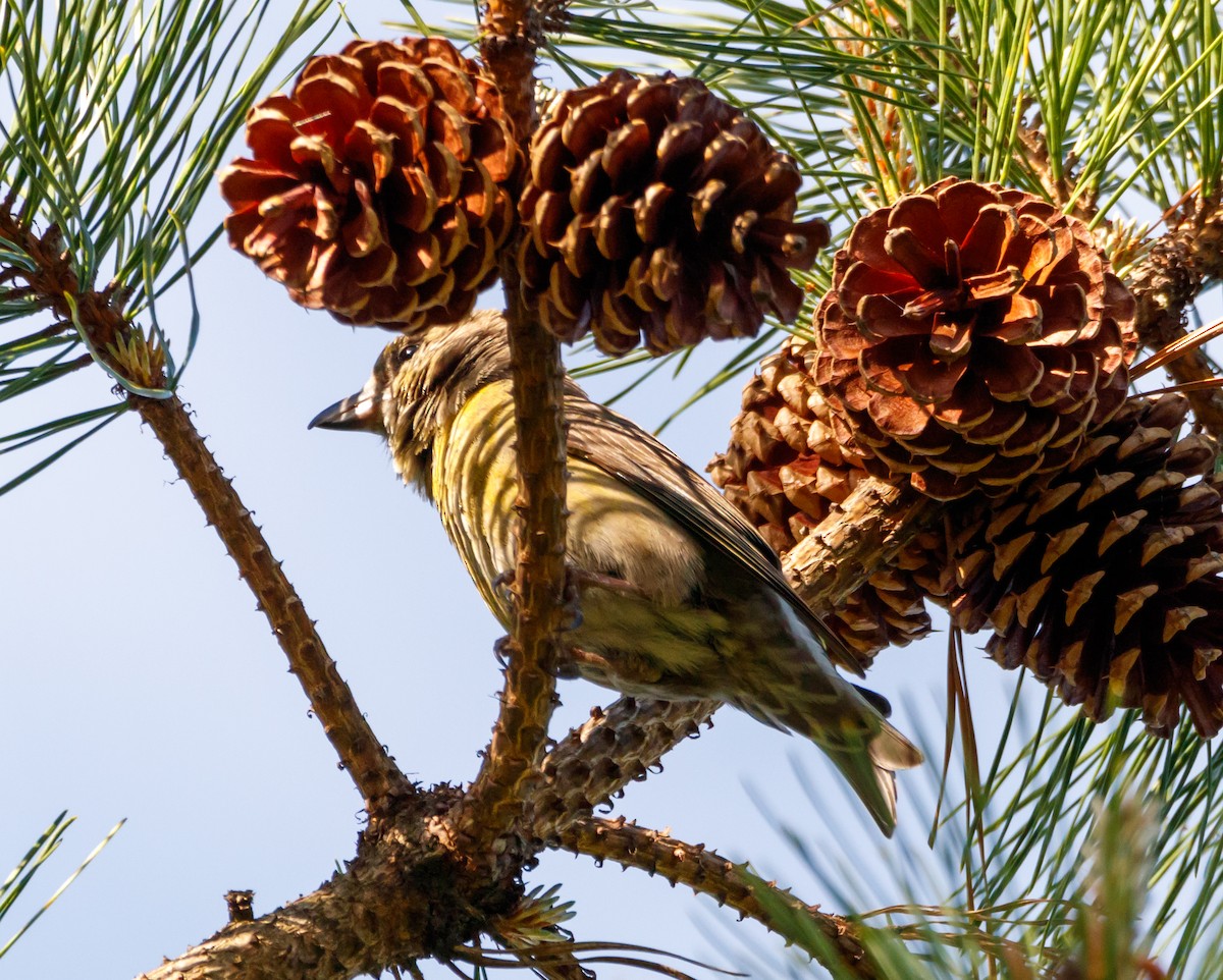 Red Crossbill - Dan Hannon