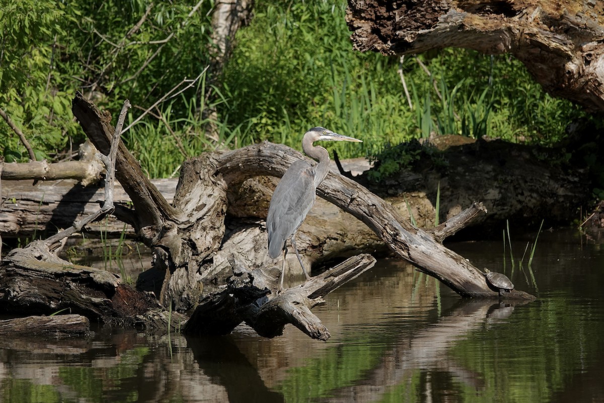 Great Blue Heron - Carol MacKenzie