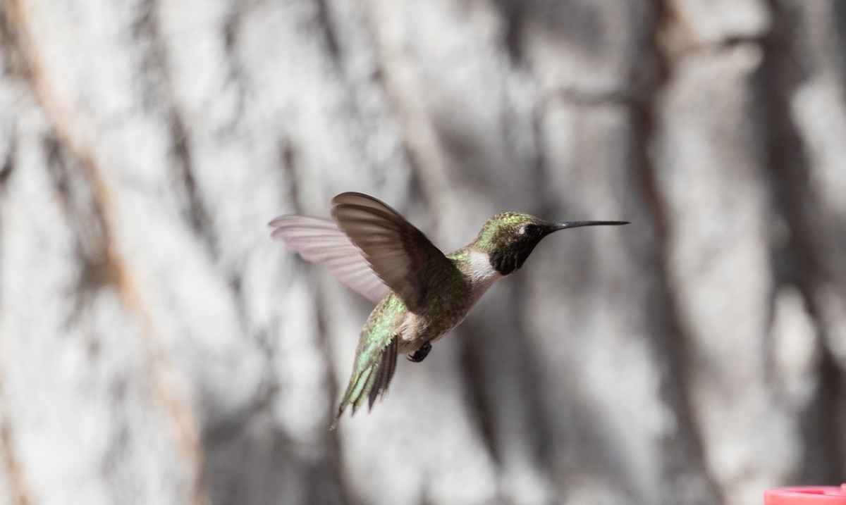 Black-chinned Hummingbird - Nick Pulcinella