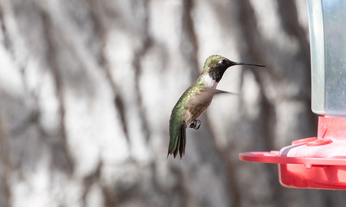 Black-chinned Hummingbird - Nick Pulcinella