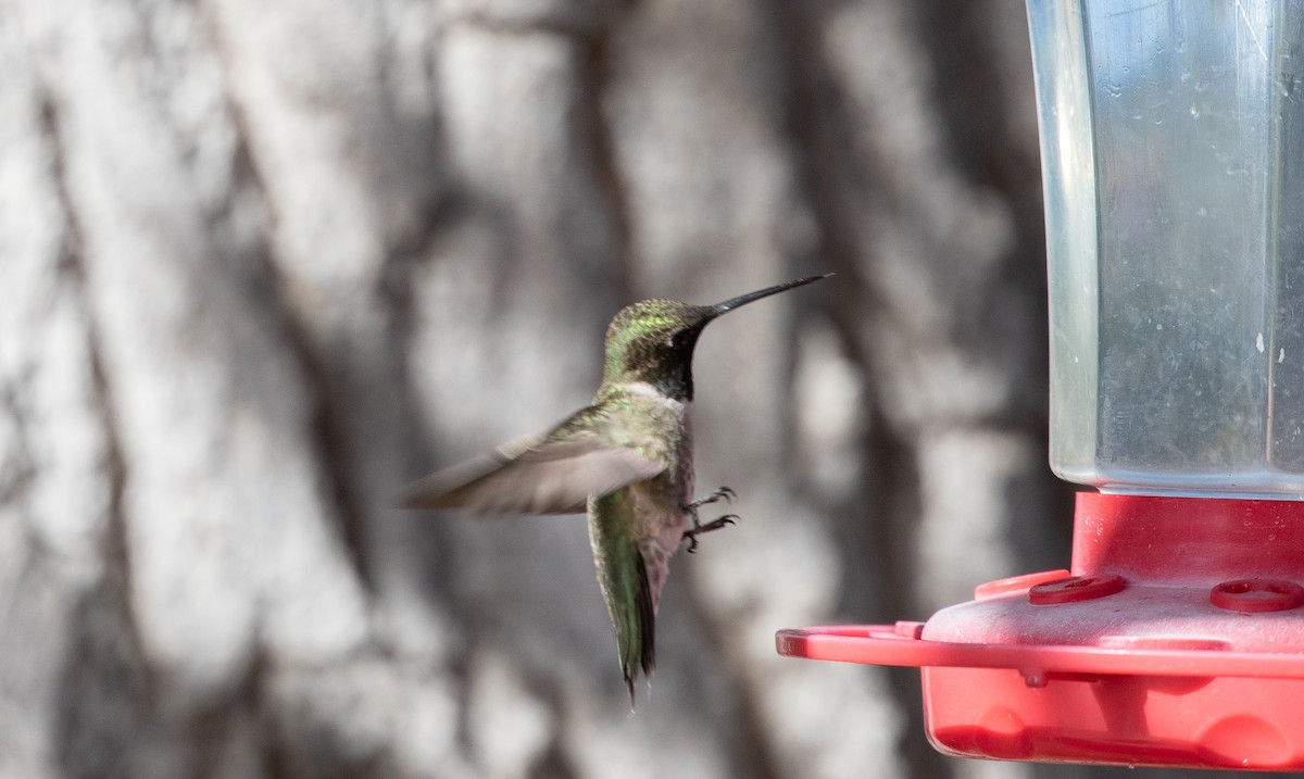 Black-chinned Hummingbird - Nick Pulcinella
