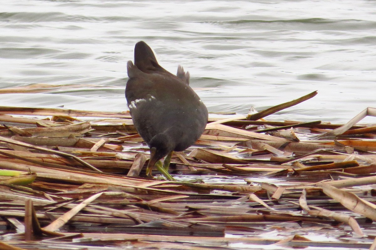 Common Gallinule - ML619419467