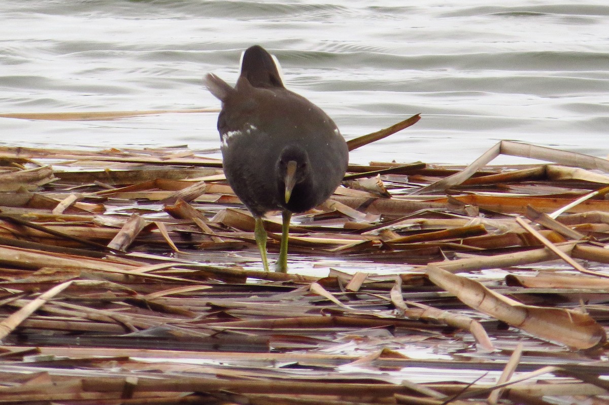 Common Gallinule - Gary Prescott