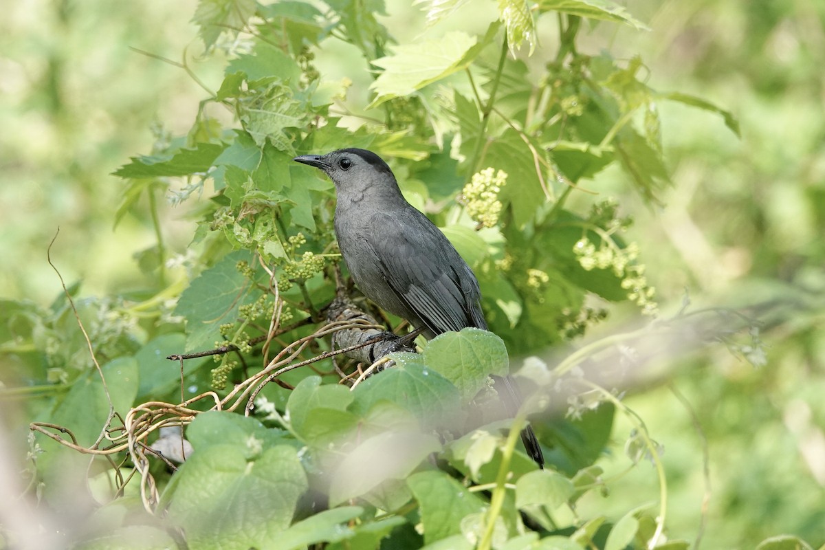 Gray Catbird - Carol MacKenzie