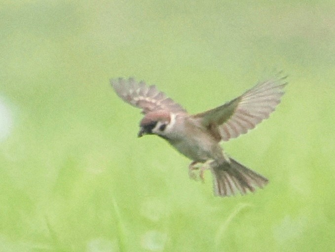 Eurasian Tree Sparrow - Charles Lam