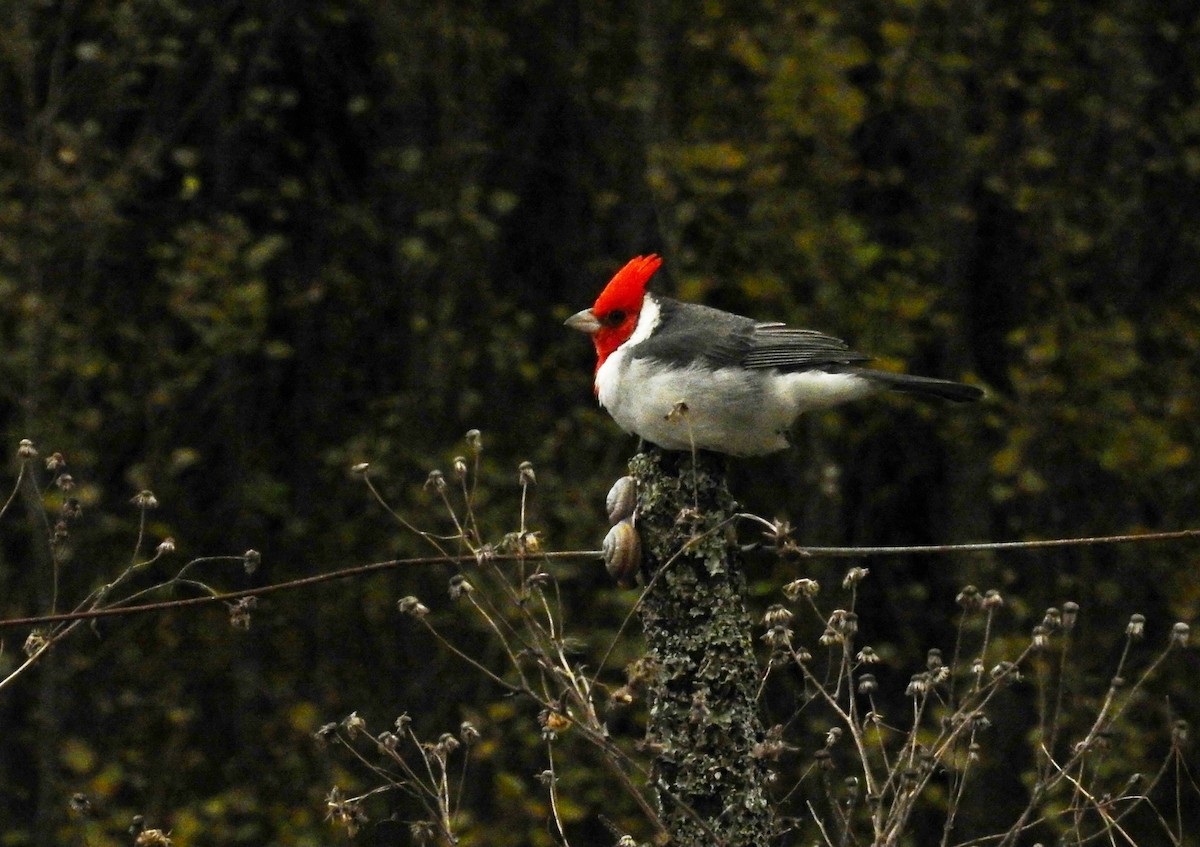 Red-crested Cardinal - Amanda Paulos