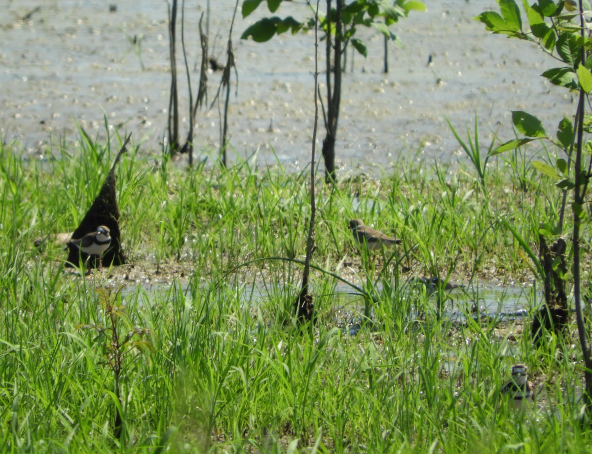 Semipalmated Plover - Rex Graham