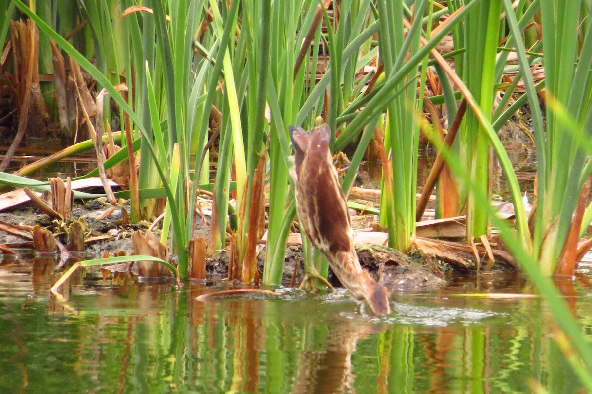 Least Bittern - Gary Prescott