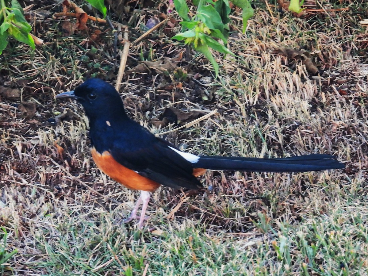 White-rumped Shama - Nick Komar