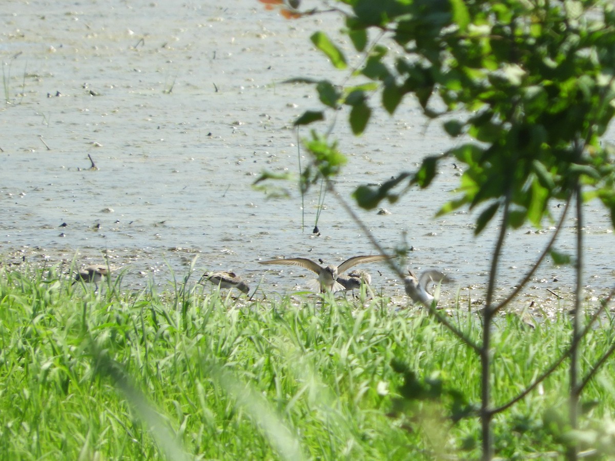 Semipalmated Sandpiper - Rex Graham