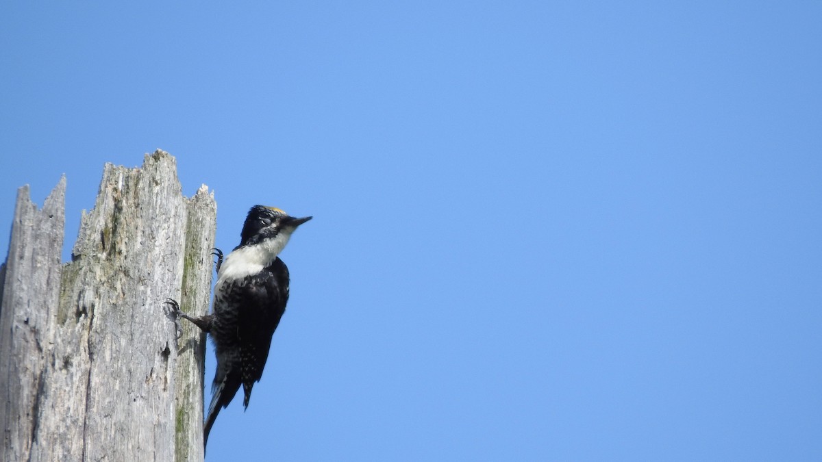 American Three-toed Woodpecker - ML619419509