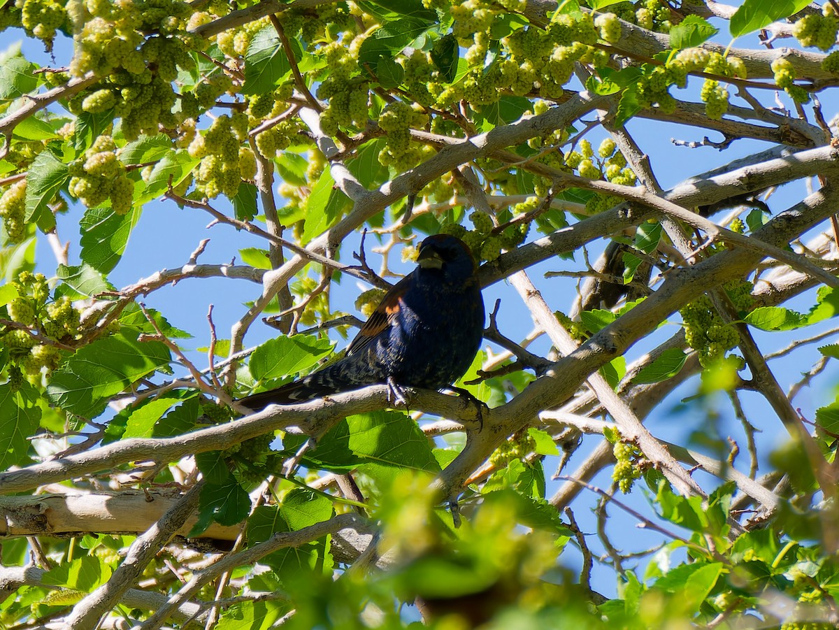 Blue Grosbeak - Alex Iglesias