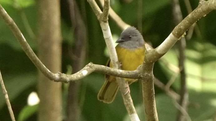 Gray-headed Tanager - Fernando  Guerrero Chavarria