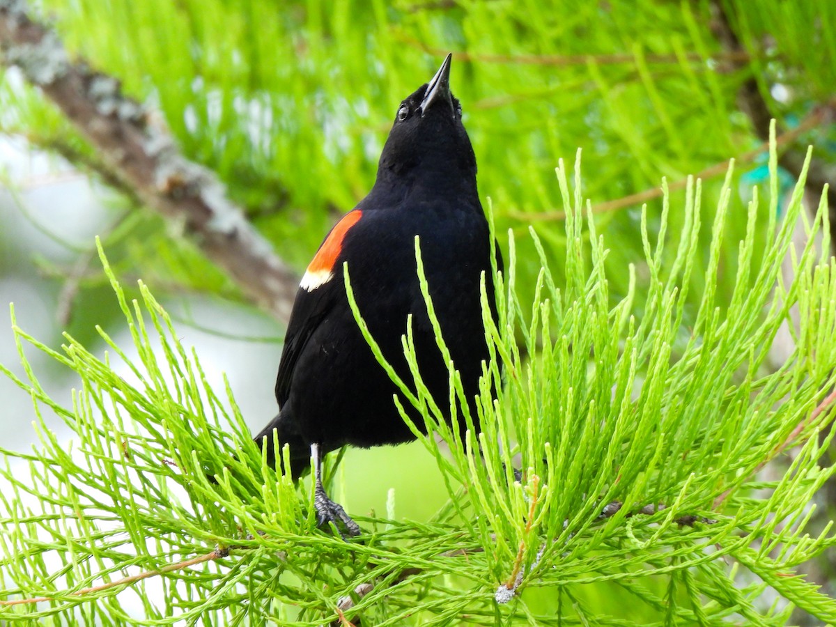 Red-winged Blackbird - Sophie Dismukes