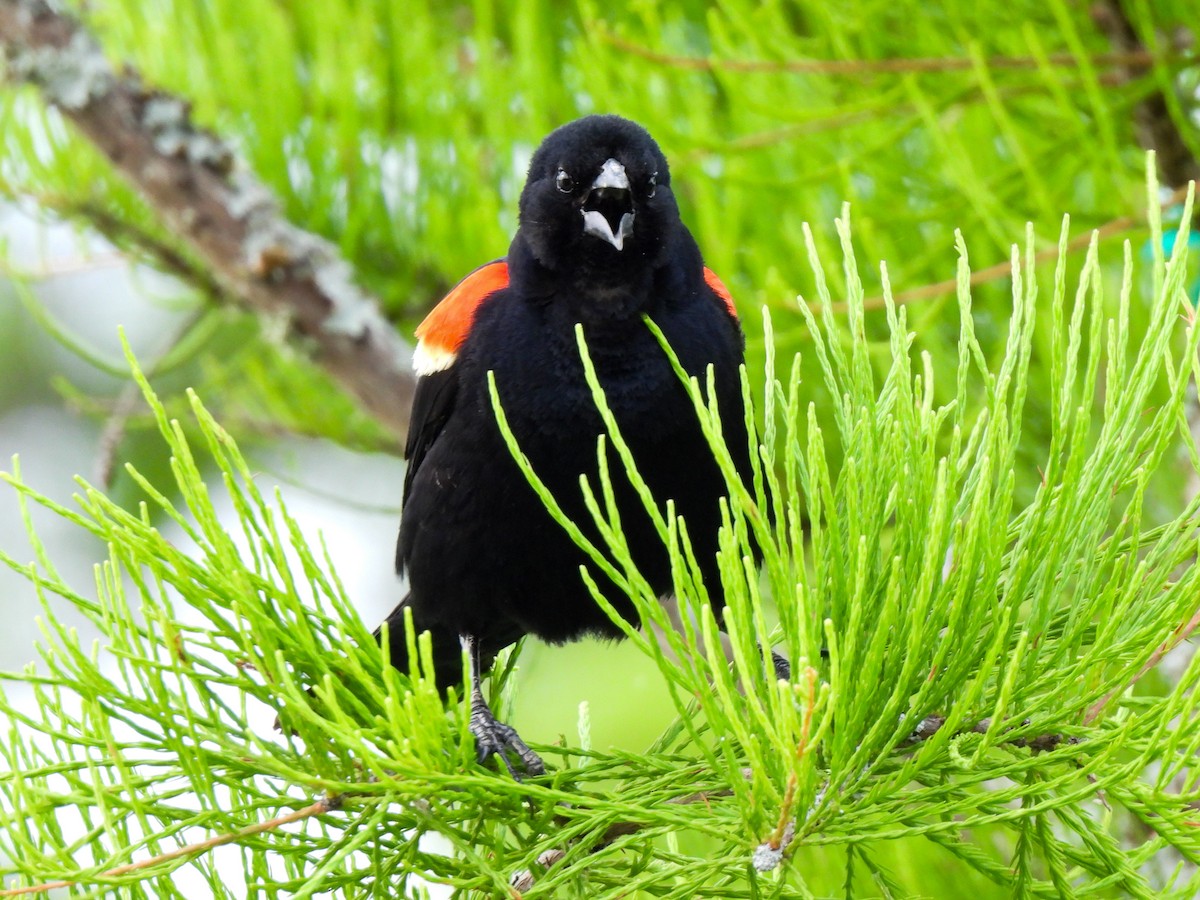 Red-winged Blackbird - Sophie Dismukes