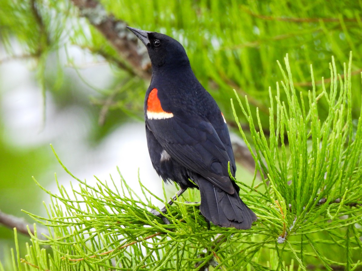 Red-winged Blackbird - Sophie Dismukes