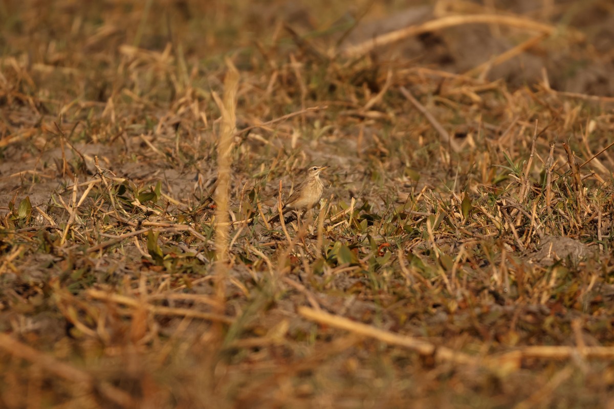 Plain-backed Pipit - Ada Alden