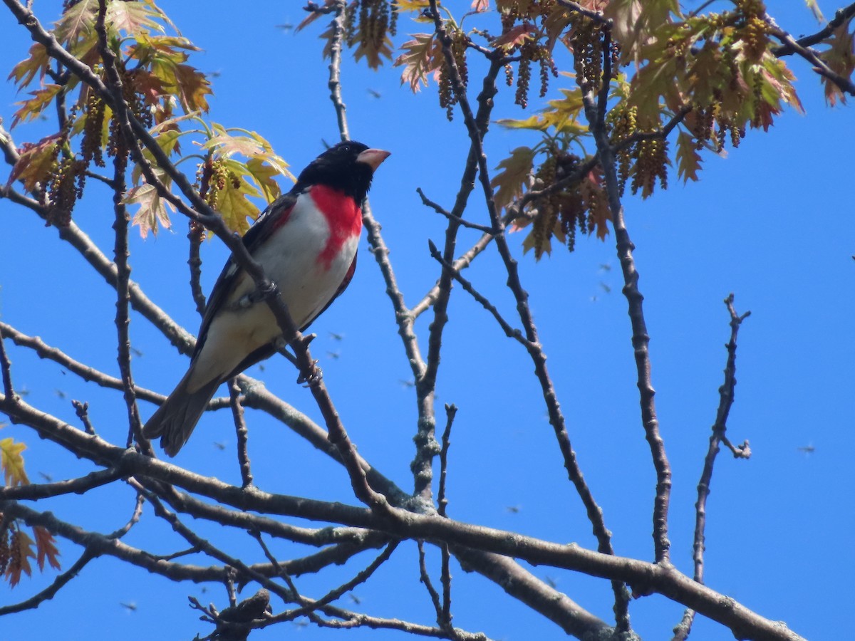 Rose-breasted Grosbeak - Serge Benoit