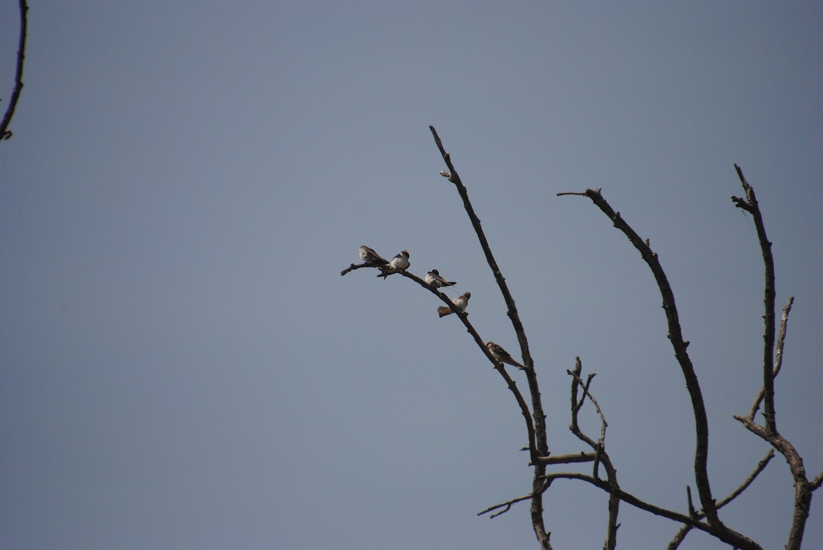 Wire-tailed Swallow - Alyssa DeRubeis