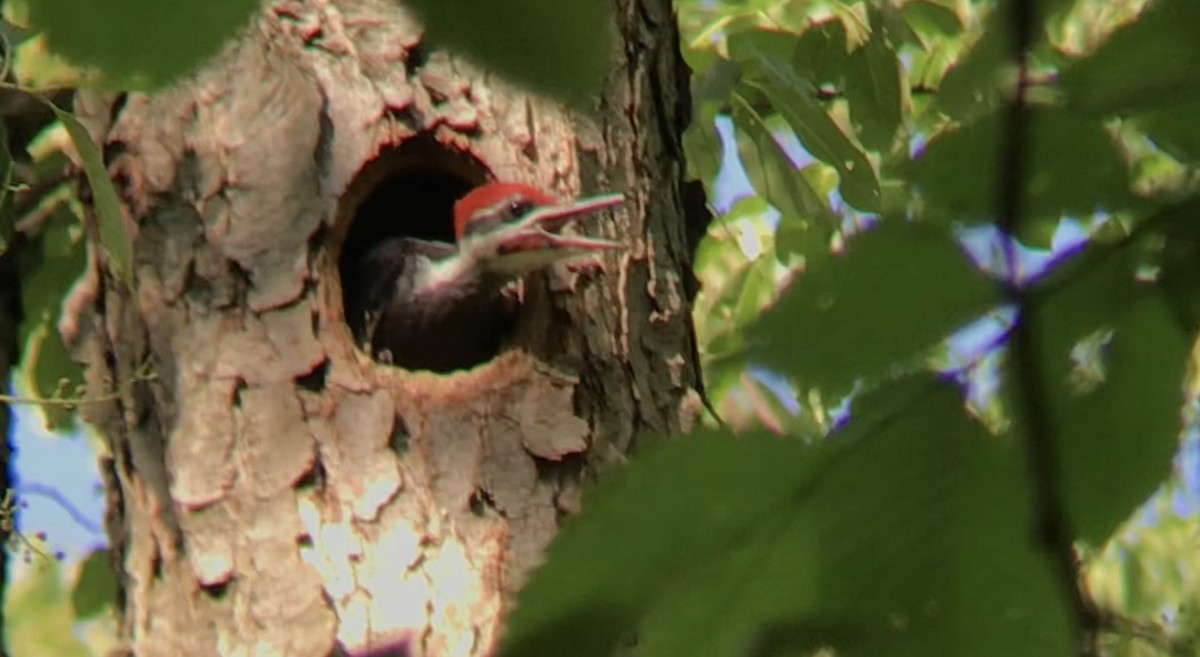 Pileated Woodpecker - Joe Papp