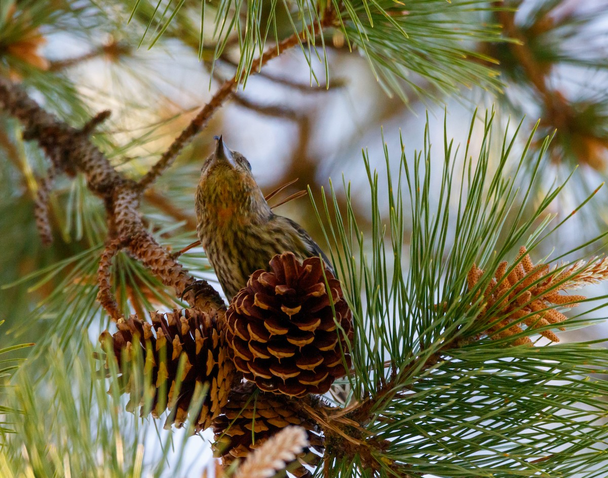 Red Crossbill - Dan Hannon