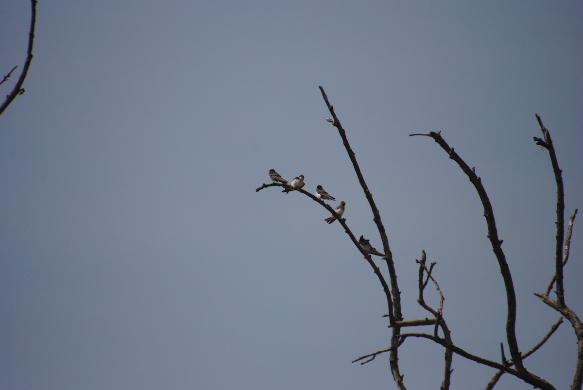 Streak-throated Swallow - Alyssa DeRubeis