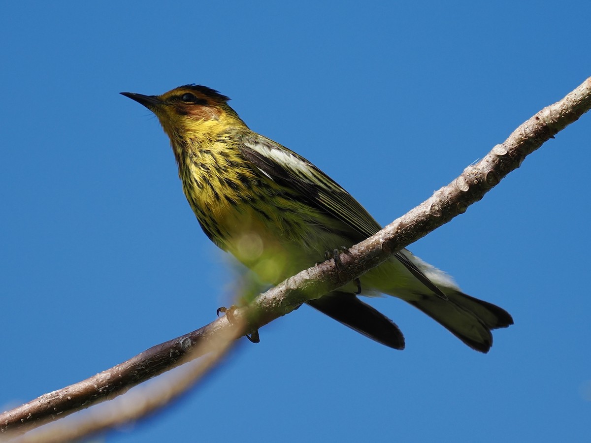 Cape May Warbler - Robert Rackliffe