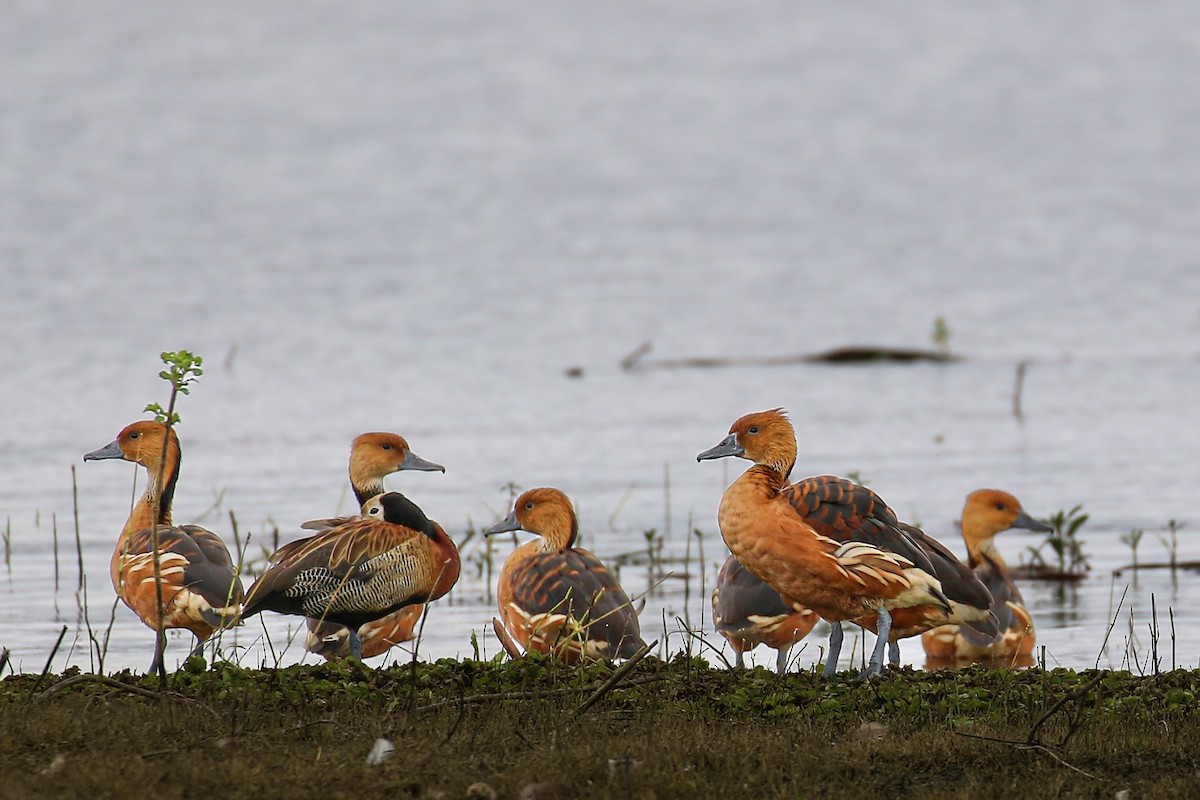 Fulvous Whistling-Duck - Thiane Melen