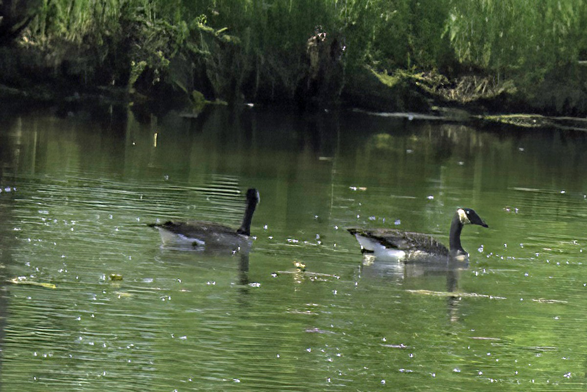 Canada Goose - Jim Tonkinson