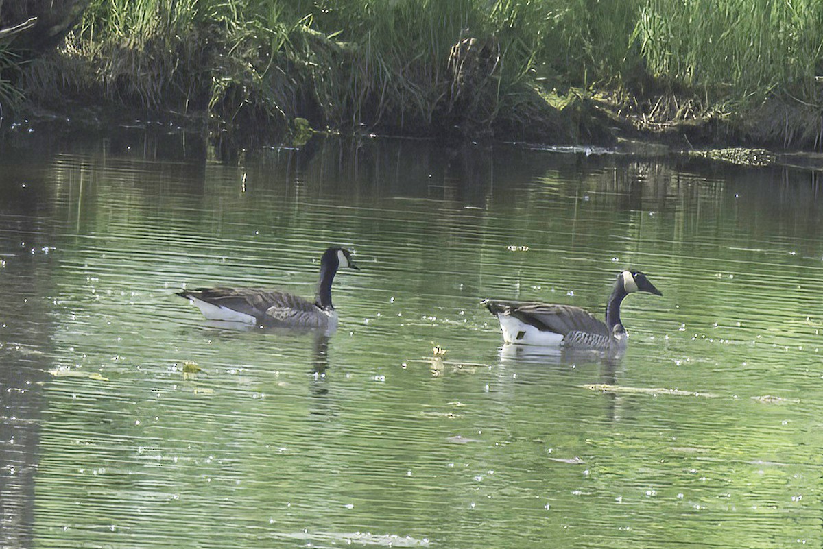 Canada Goose - Jim Tonkinson