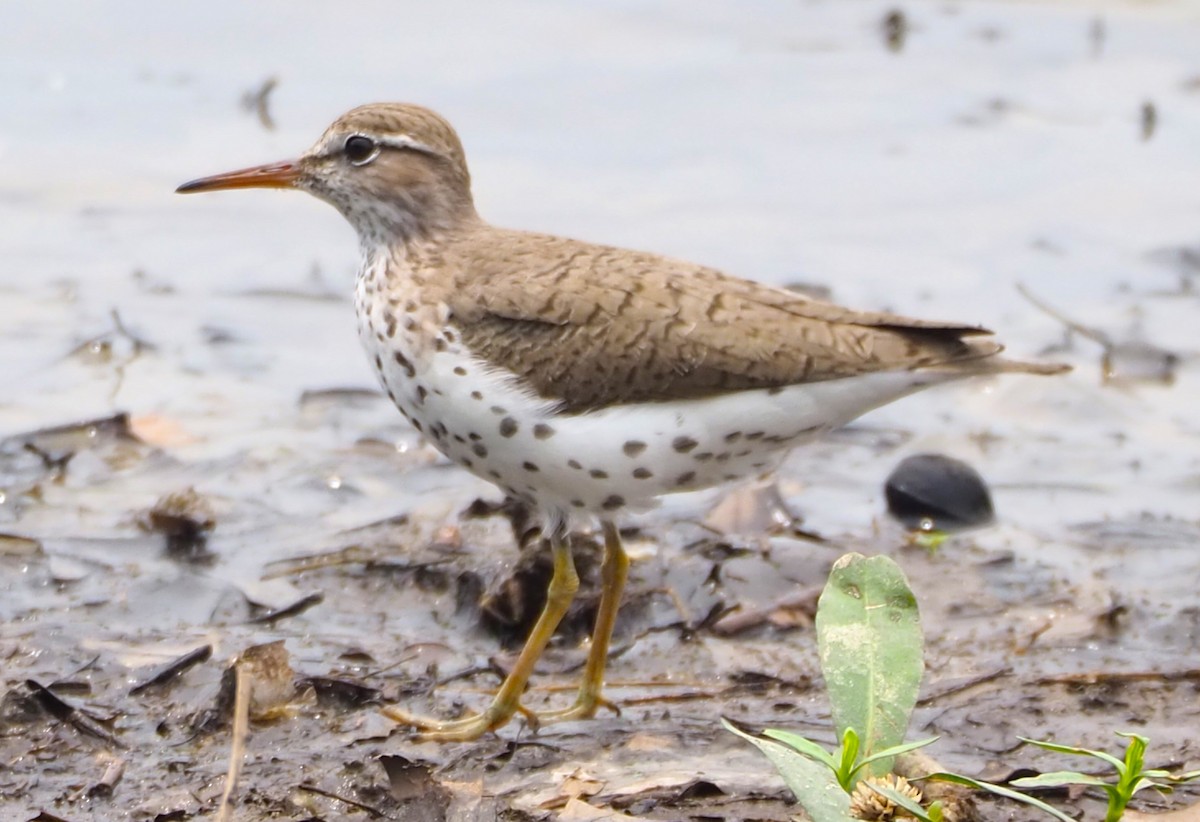 Spotted Sandpiper - Jeff Blair
