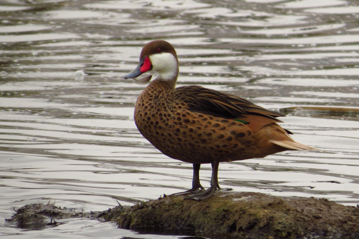 White-cheeked Pintail - Gary Prescott