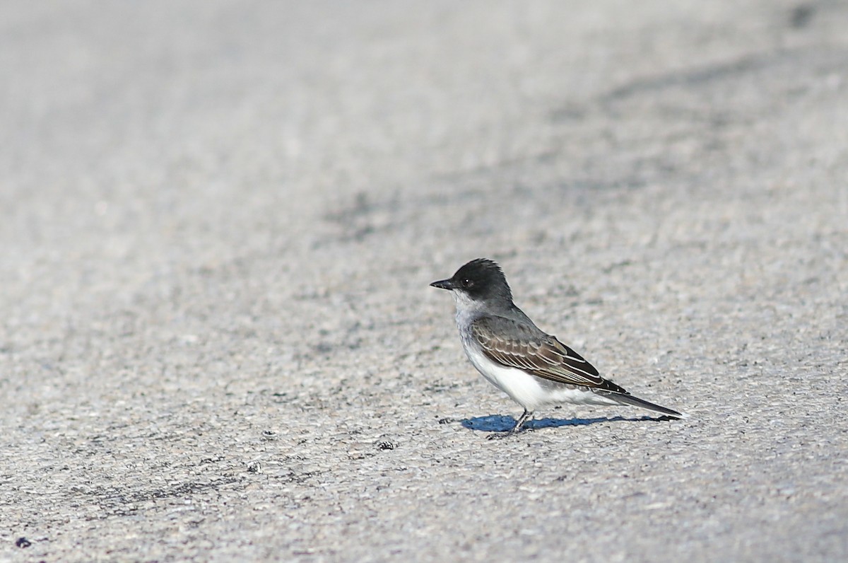 Eastern Kingbird - Debbie Parker