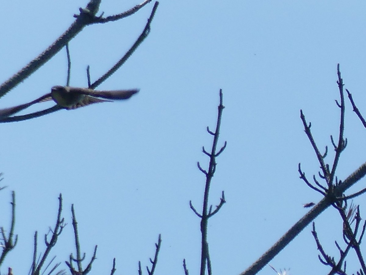 Olive-sided Flycatcher - Jim Guion