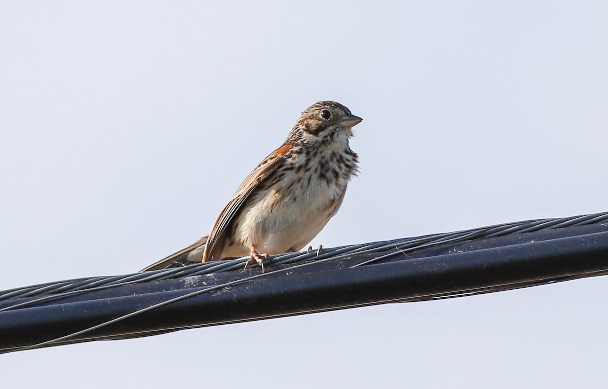 Vesper Sparrow - Debbie Parker