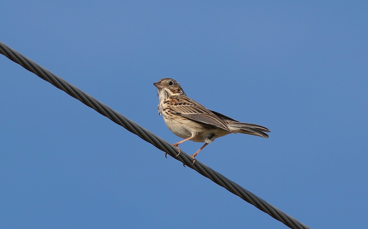 Vesper Sparrow - Debbie Parker