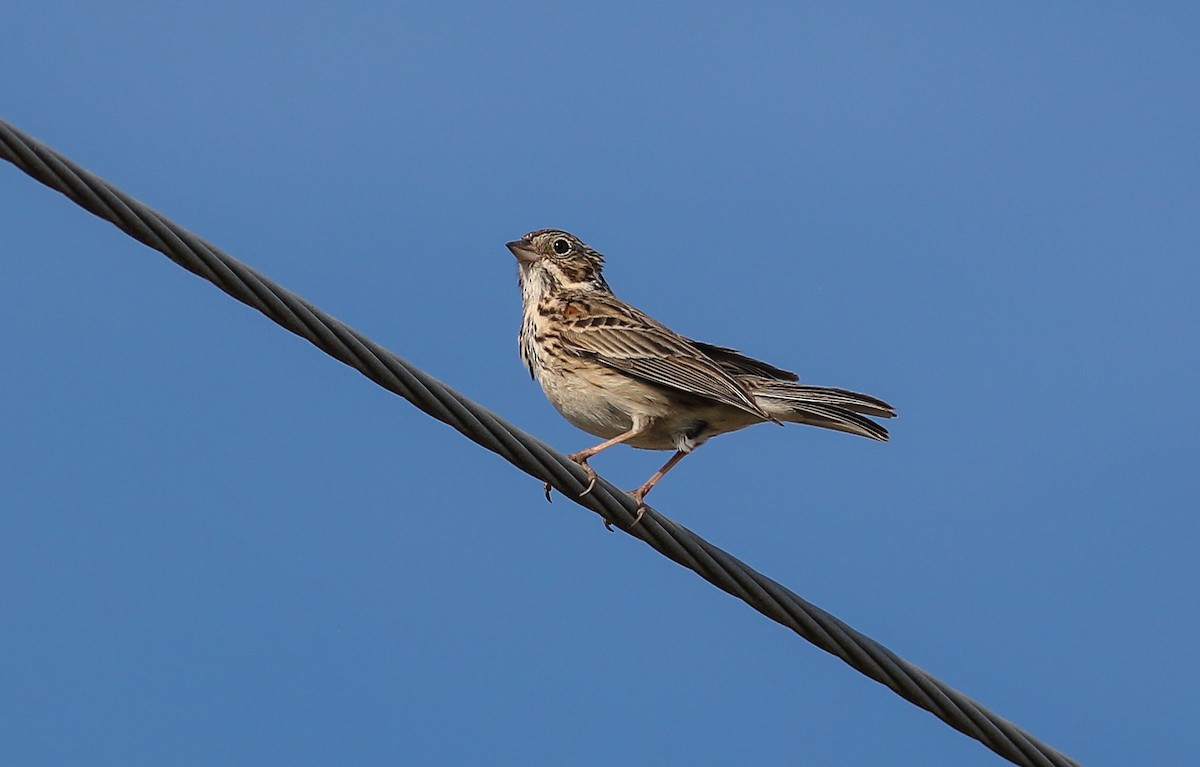 Vesper Sparrow - Debbie Parker